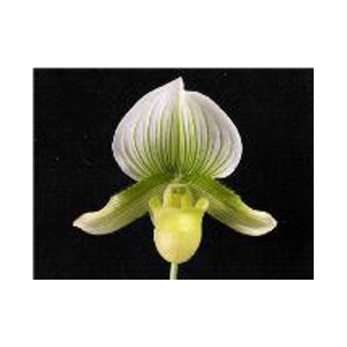 Paphiopedilum Doya Green Prince