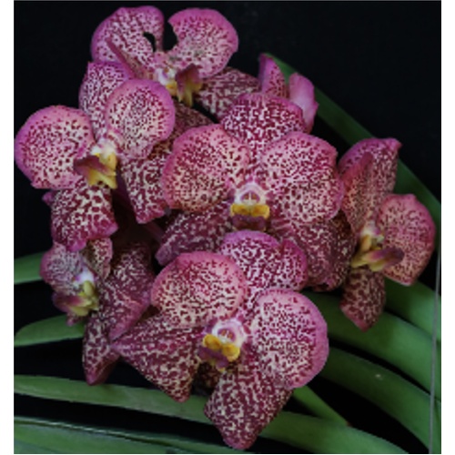 Vanda Uraiwan Belle