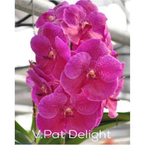 Vanda Pat Delight