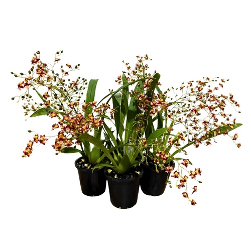 Oncidium Gold Dust 'Raspberry'