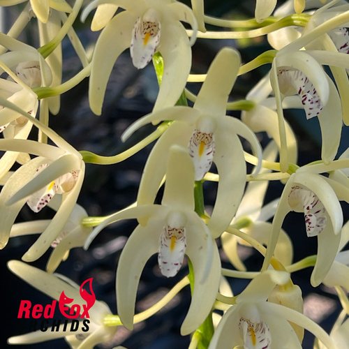 Dendrobium speciosum var. curvicaule 'McKay' X self