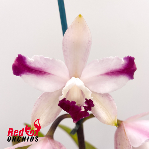 Cattleya intermedia vinicolor 'GBT David' X 'Best Wide Splash'