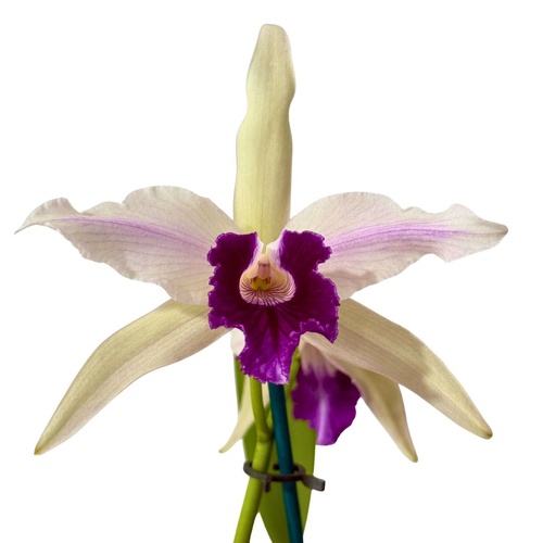 Cattleya purpurata var. violacea X var. flamea