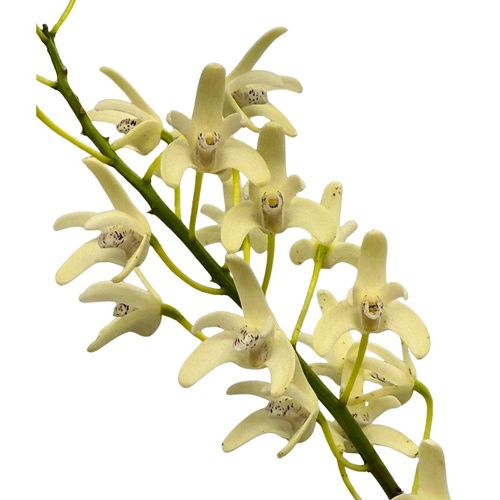 Dendrobium speciosum var. (pedunculatum 'Gloucester' X curvicaule 'Daylight Moon') x sib