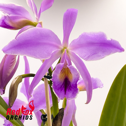 Cattleya jenmanii 'GBT' x self