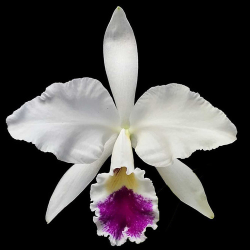 Cattleya labiata var. semi-alba x same