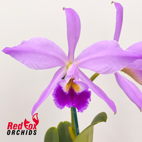 Cattleya jenmanii 'Elmo' X 'Mosca' X sib