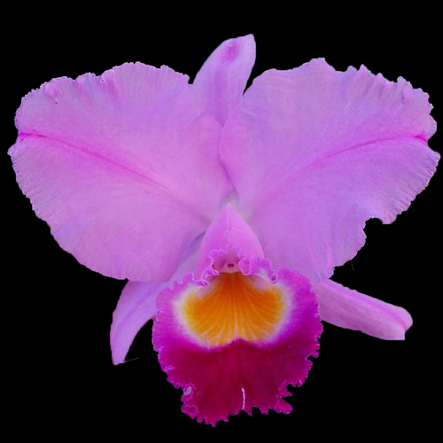 Cattleya trianae 'Best Flares x Flares'