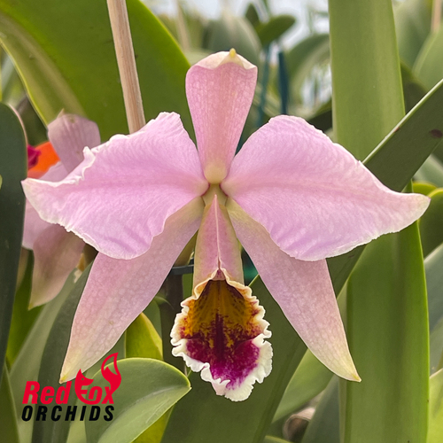 Cattleya percivaliana 'GBT Wide Open' x 'V Big Compact'
