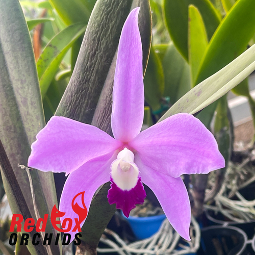 Cattleya perrinii Pink x self