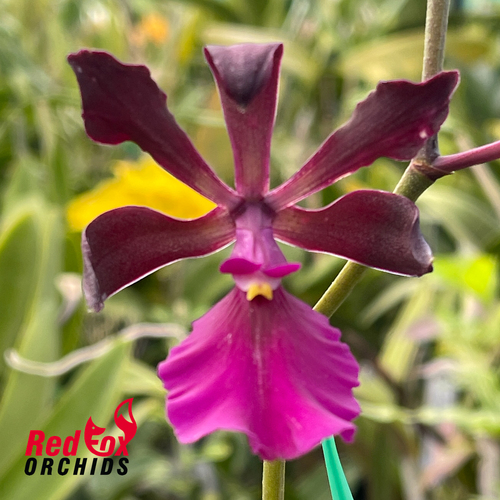 Encyclia cordigera 'TDH1 x TDH2'