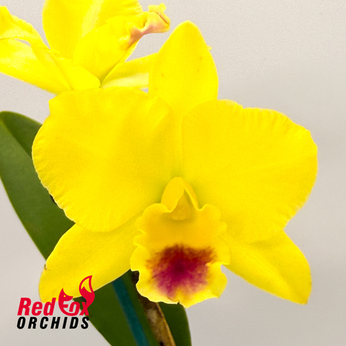 Brassolaeliocattleya Izumi Charm 'SVO' AM-AOS X Pot. (Guess What X Love-Love)