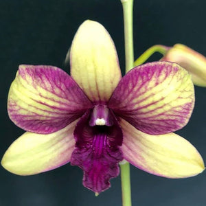 Dendrobium