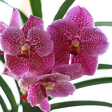 Vanda