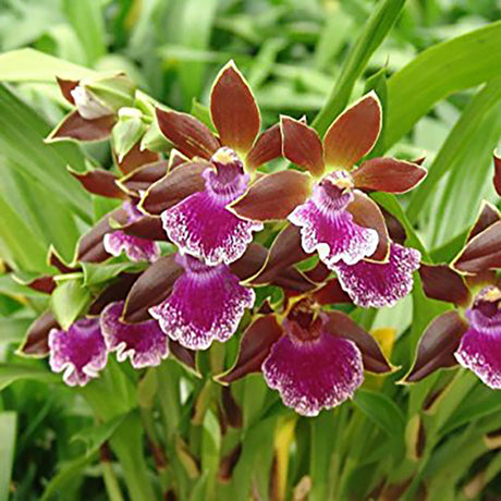 Zygopetalum