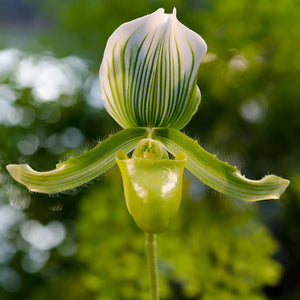 Paphiopedilum