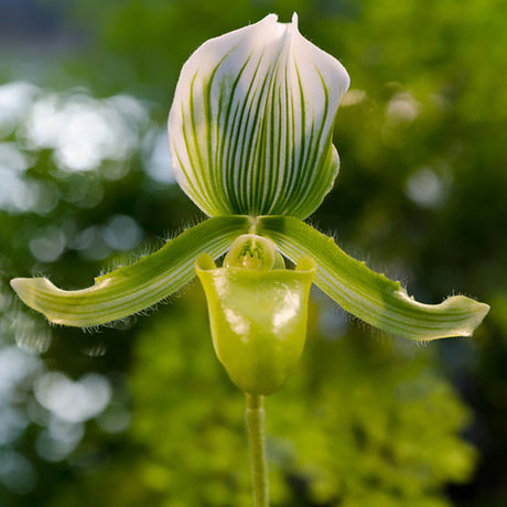 Paphiopedilum