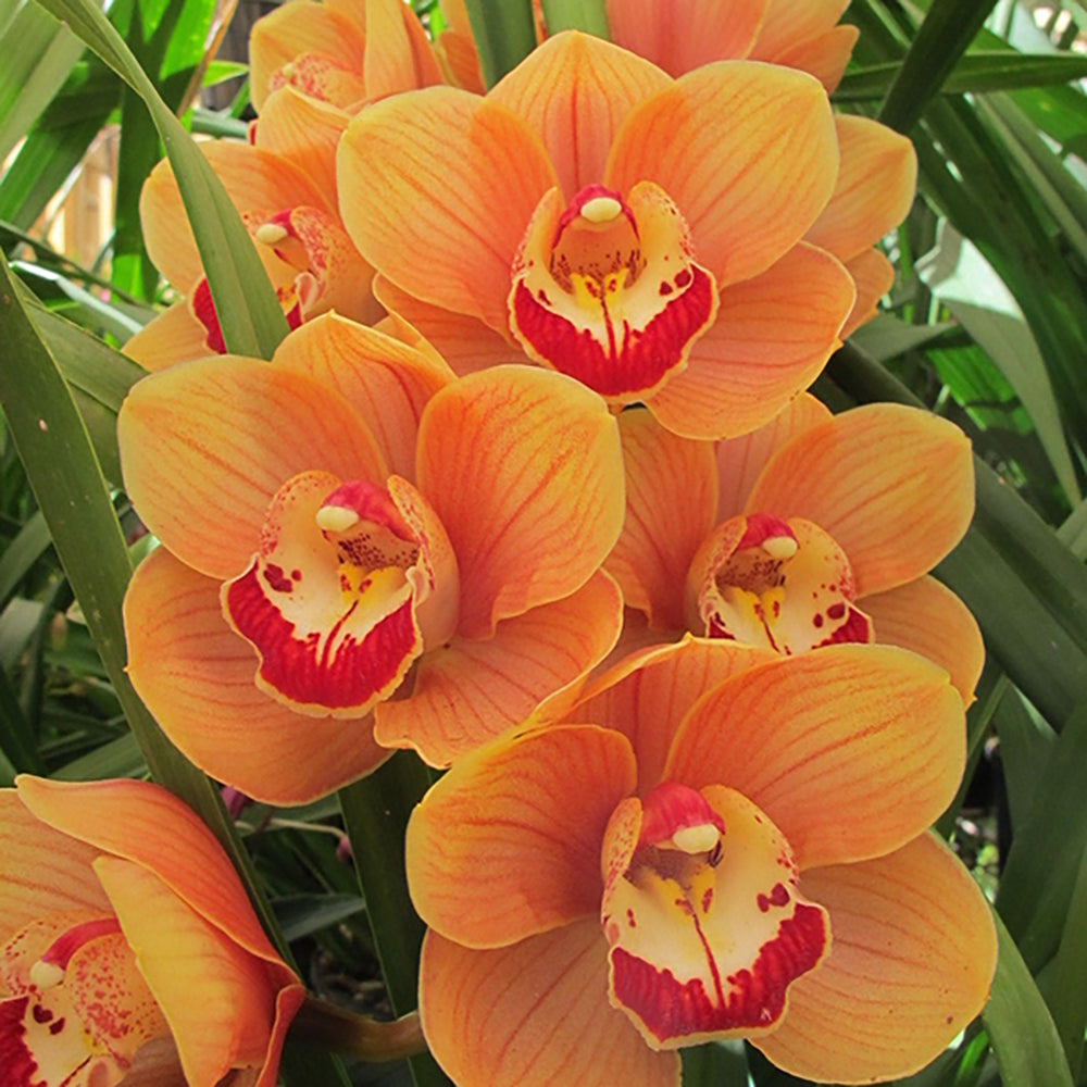 Cymbidium