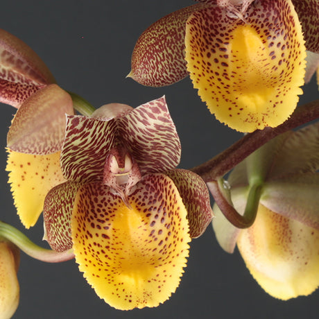 Catasetum