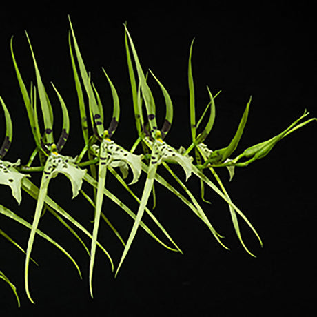 Brassia