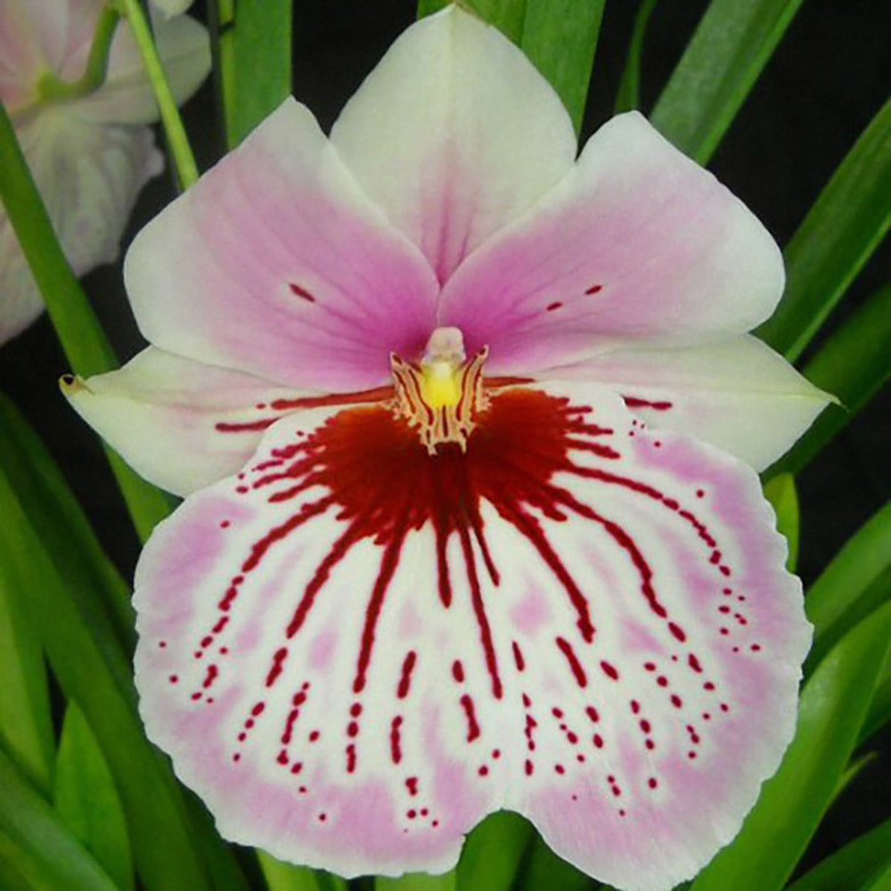 Miltoniopsis
