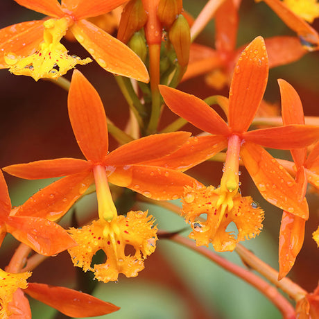 Epidendrum