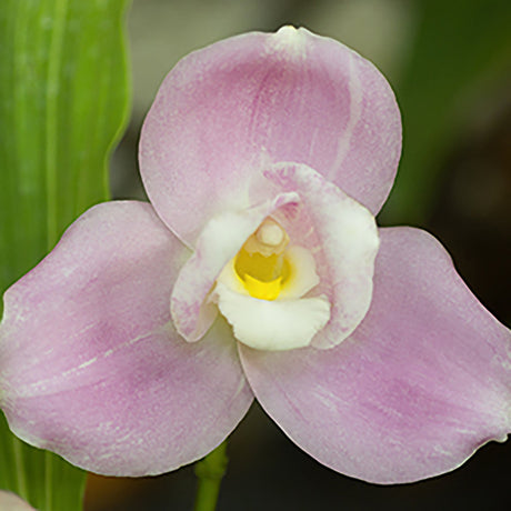 Lycaste