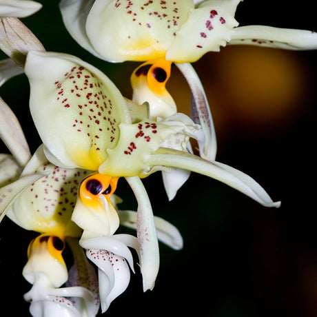 Stanhopea