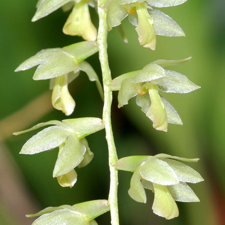Dendrochilum