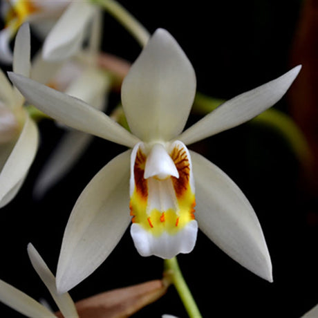Coelogyne