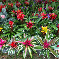 Bromeliad and Tillandsia
