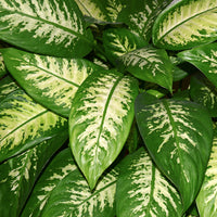 Dieffenbachia