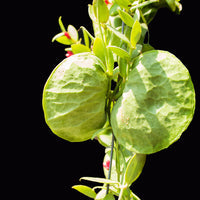 Dischidia
