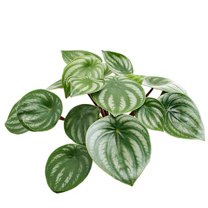 Peperomia