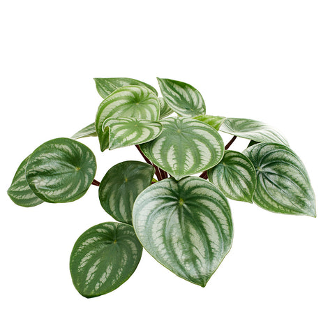 Peperomia