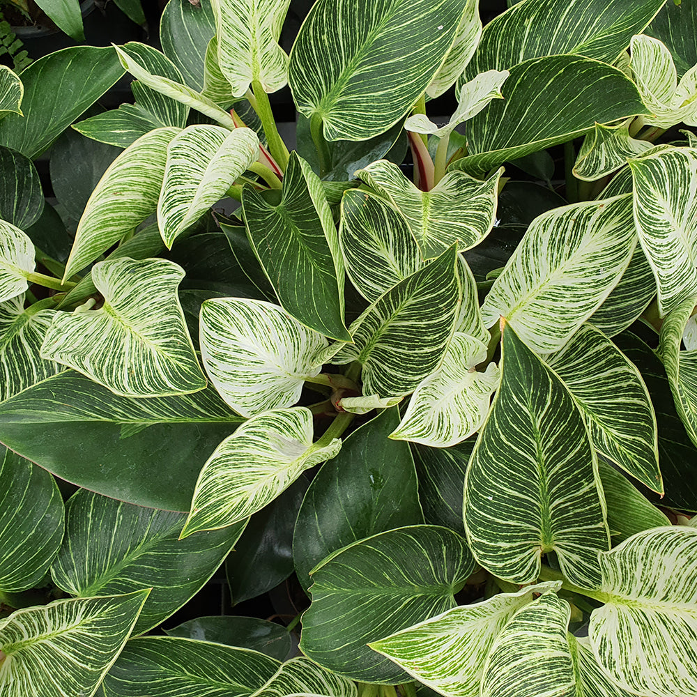 Philodendron
