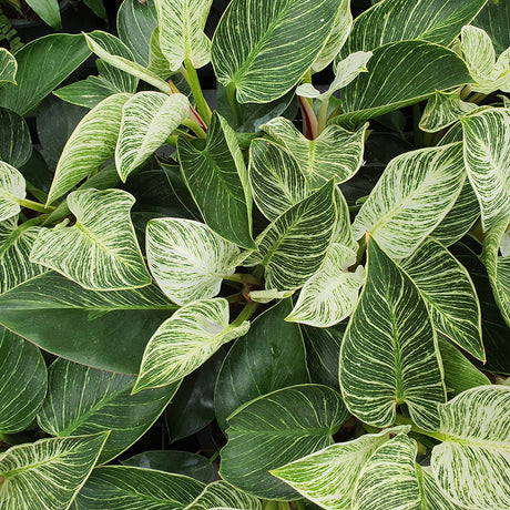 Philodendron