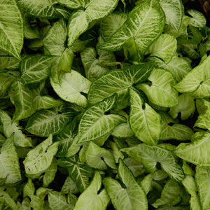 Syngonium