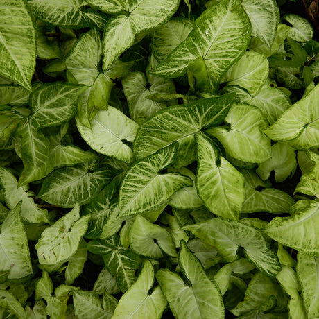 Syngonium