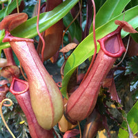 Nepenthes