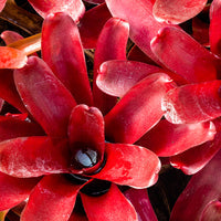 Neoregelia