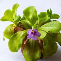 Utricularia