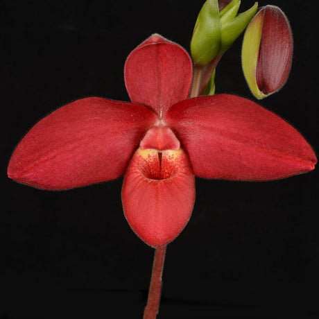 Phragmipedium