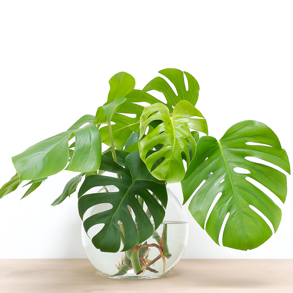 Monstera