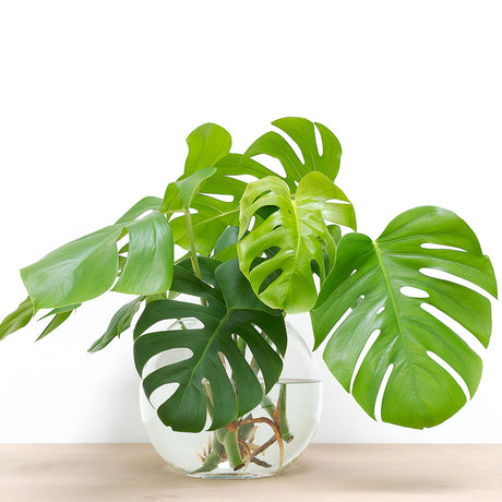Monstera