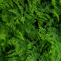 Ferns