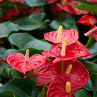 Anthurium