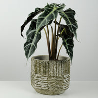 Alocasia