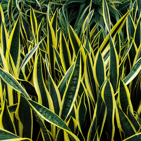 Sansevieria