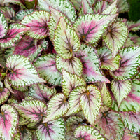 Begonia